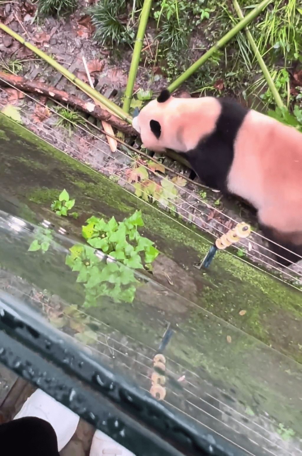 网片显示，园区内游客在上方、大熊猫在下方，中间只有较低的玻璃隔间。