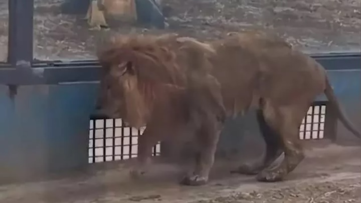 動物園早前有獅子健康出問題。網上影片截圖
