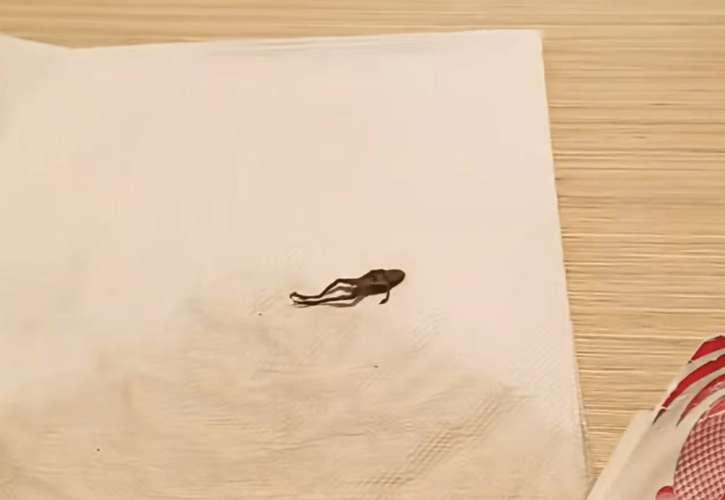 奈雪的茶疑喝出蛙屍。網圖 奈雪的茶疑喝出蛙屍。網圖