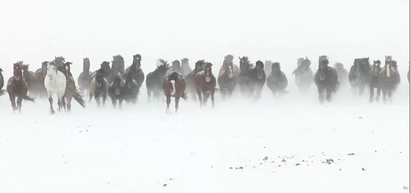 雪地上的马群如同一幅水墨丹青。