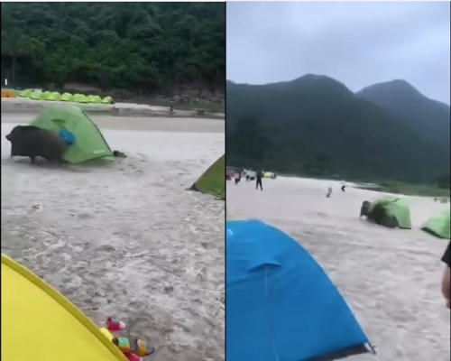 一隻野豬突然出現,並在看準一個綠色營後高速將它拖走。影片截圖