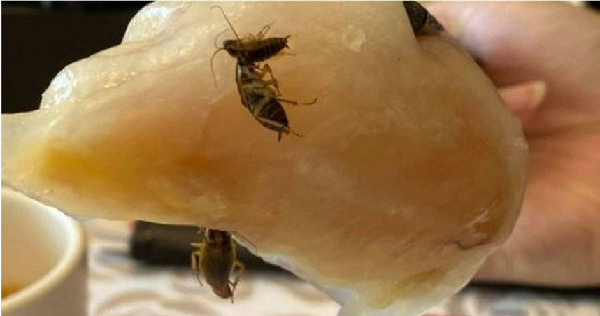 食客發現蝦餃底部黏有3隻蟑螂。