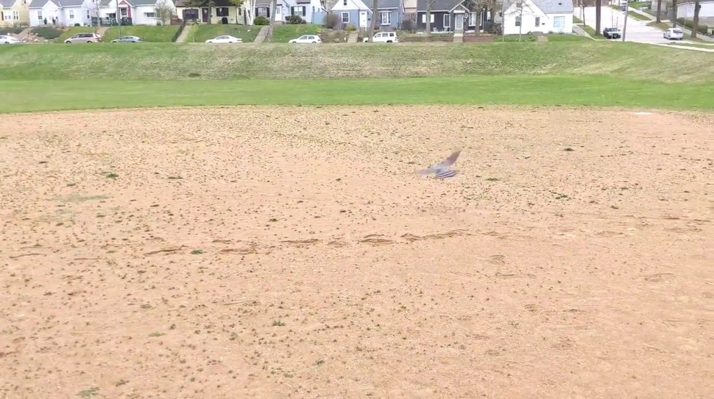 John Hayden twitter影片截图