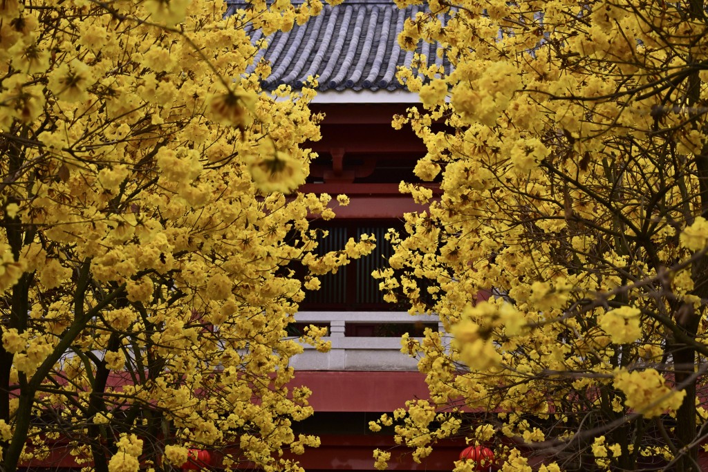 近日光孝寺有一大片黃花風鈴木正在燦爛盛放。