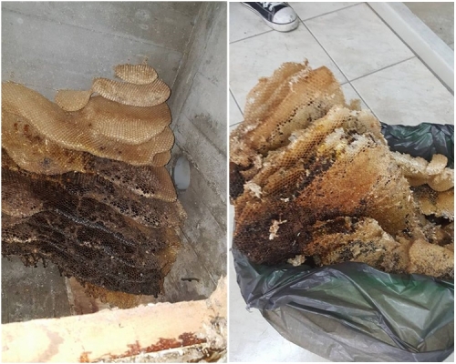 台灣一名網民近日在廁所的假天花中發現大堆蜂巢。網圖