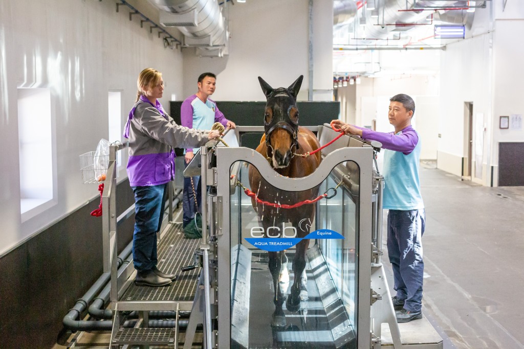 水中跑步機是從化馬場其中一項設施,協助馬匹進行訓練。 水中跑步機是從化馬場其中一項設施,協助馬匹進行訓練。