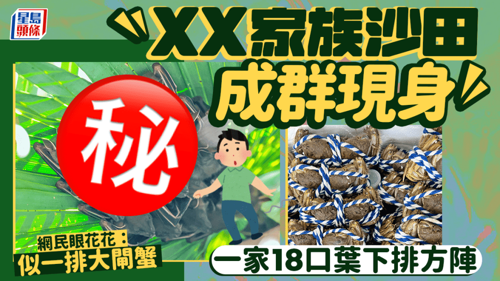 ＸＸ家族沙田成群現身 一家18口葉下排方陣 網民：似一排大閘蟹