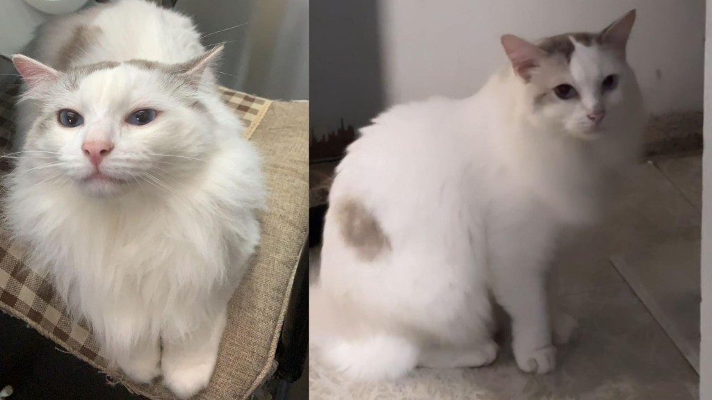 此外,Mai Mai走失已經兩年,再加上發現地點與P小姐原本居住的地方相距較遠。(受訪者P小姐提供相片) 此外,Mai Mai走失已經兩年,再加上發現地點與P小姐原本居住的地方相距較遠。(受訪者P小姐提供相片)