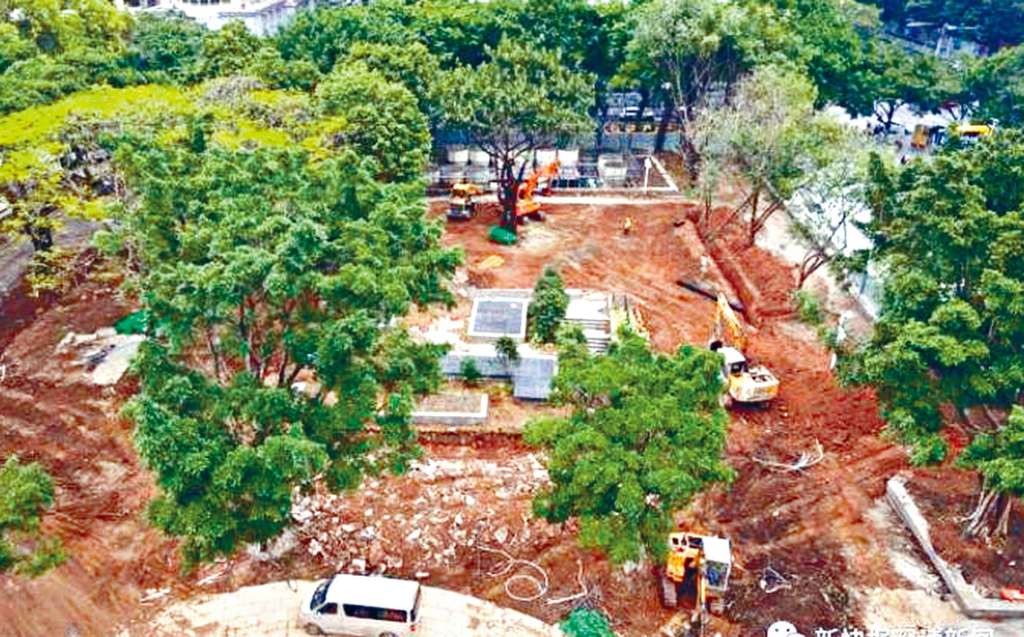 ■廣州人民公園裏很多老榕樹被砍去，留下黃土。