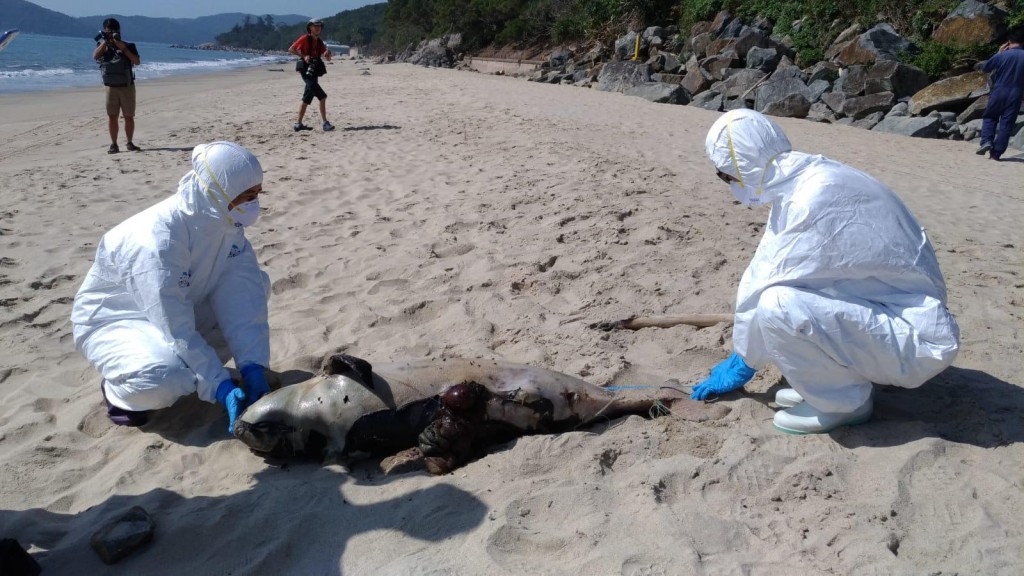 保育基金已将江豚运返海洋公园作解剖。