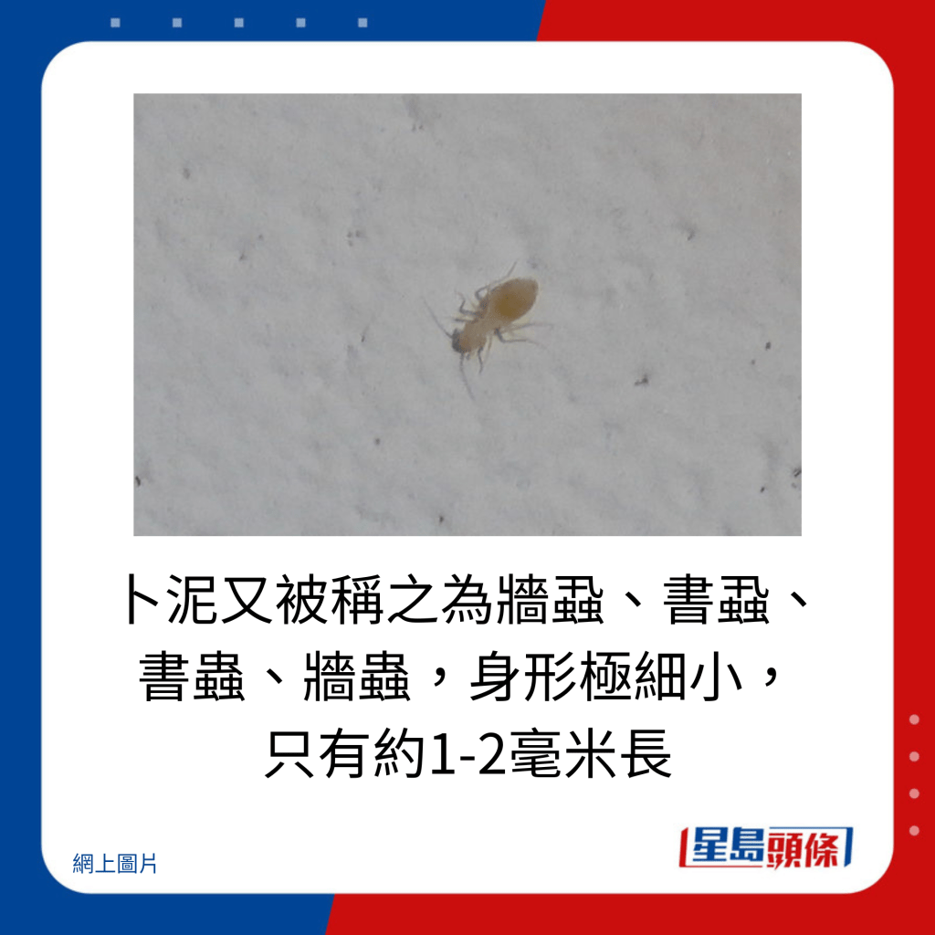 卜泥又被称之为墙虱、书虱、 书虫、墙虫，身形极细小， 只有约1-2毫米长。