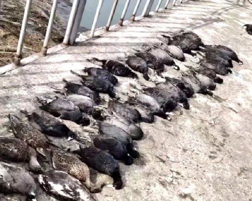 湖北襄陽有大量野生鳥類發現非正常死亡。網上圖片