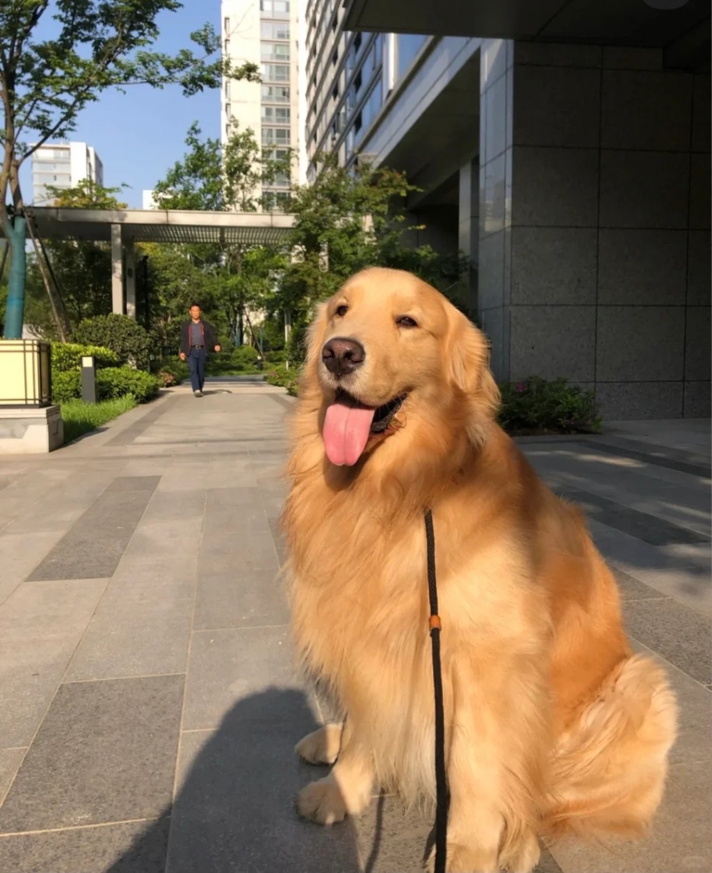 内地的狗主如未为犬只牵绳，如导致民众受伤，随时面临重罚。