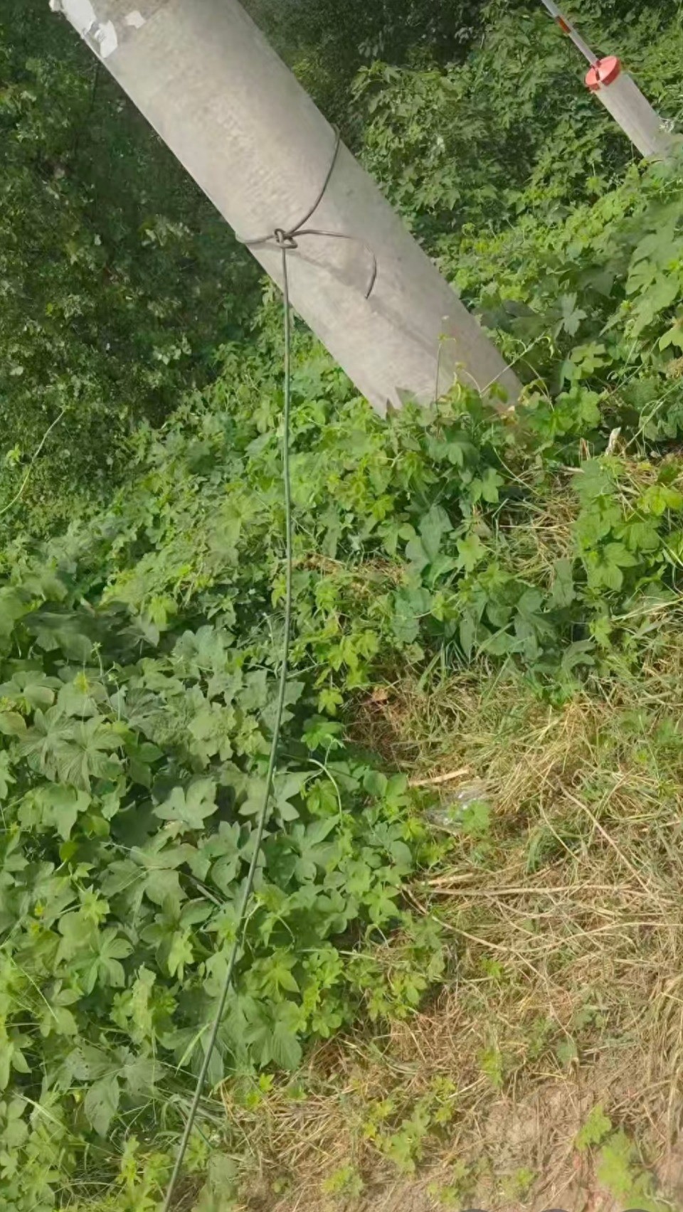 路上拉的线缆。 大风新闻