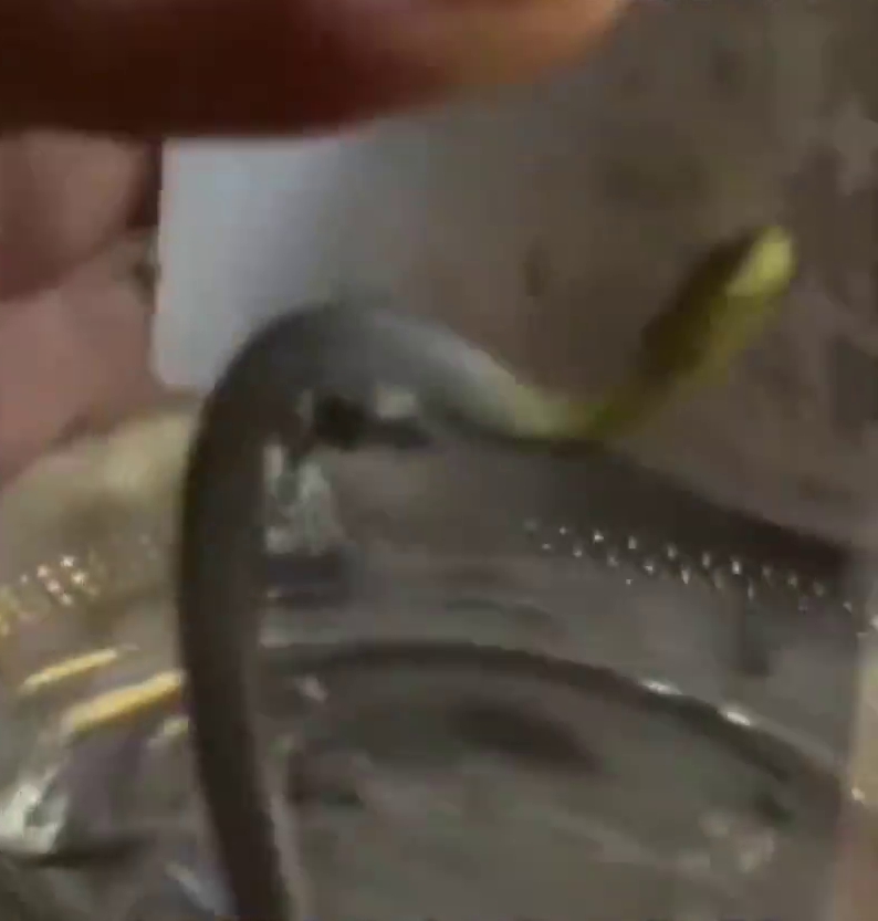 物管抓到其中的一條蛇。 物管抓到其中的一條蛇。