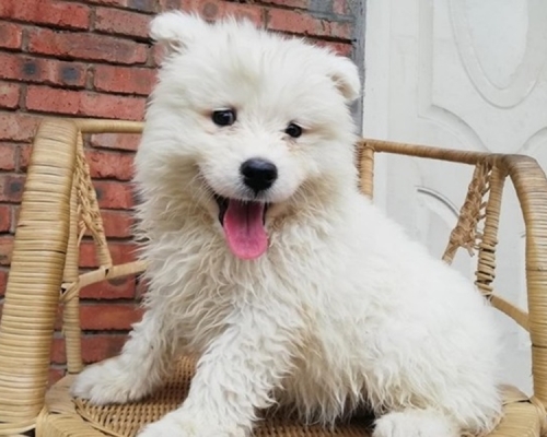 西摩犬目前被寄養在寵物店。網圖