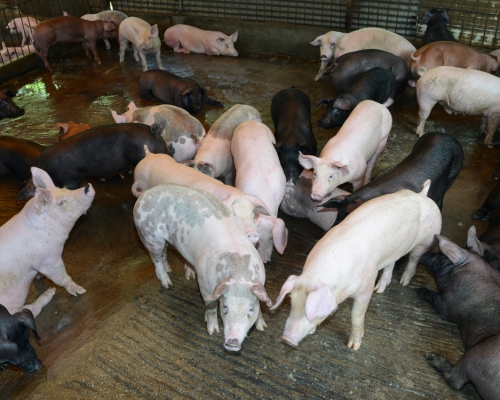 日本櫪木縣那須鹽原市兩個豬場爆發豬瘟。資料圖片（示意圖）