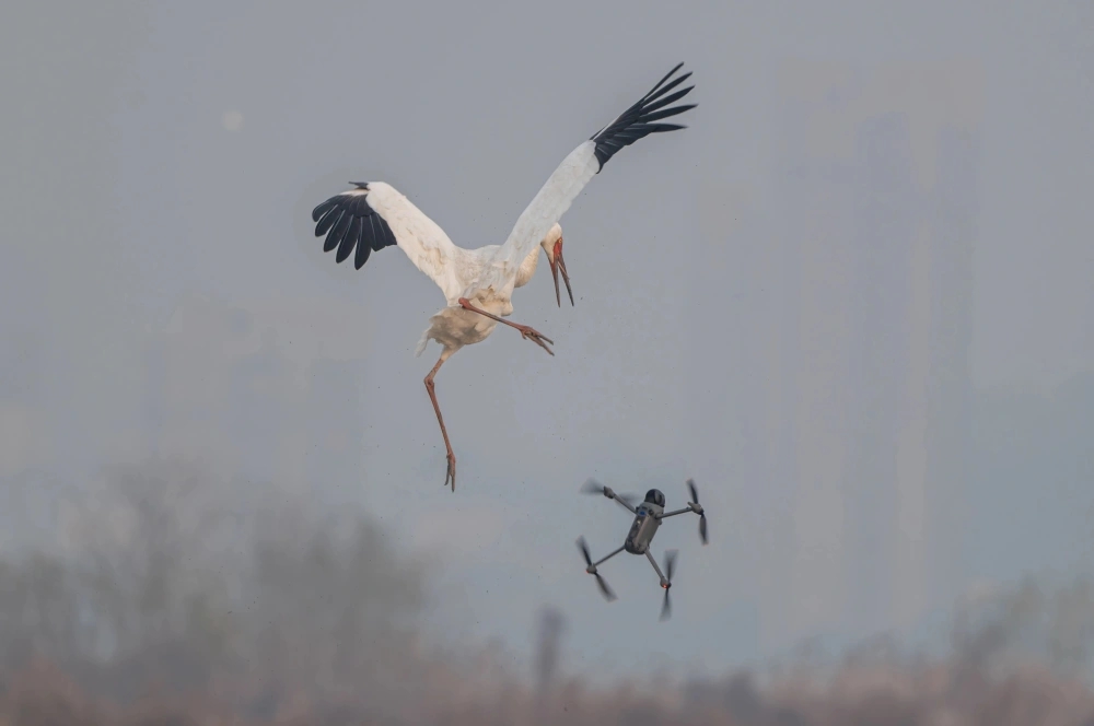 白鶴杭州南湖過冬被滋擾,鶴爸護幼大戰無人機。 白鶴杭州南湖過冬被滋擾,鶴爸護幼大戰無人機。