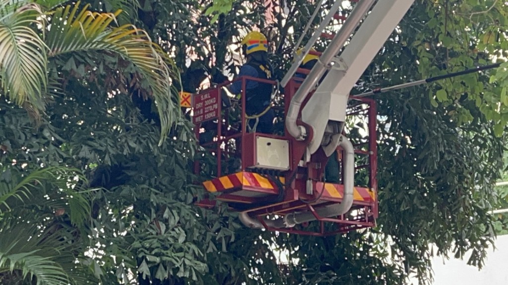 消防用升降台移除危險樹木。楊偉亨攝