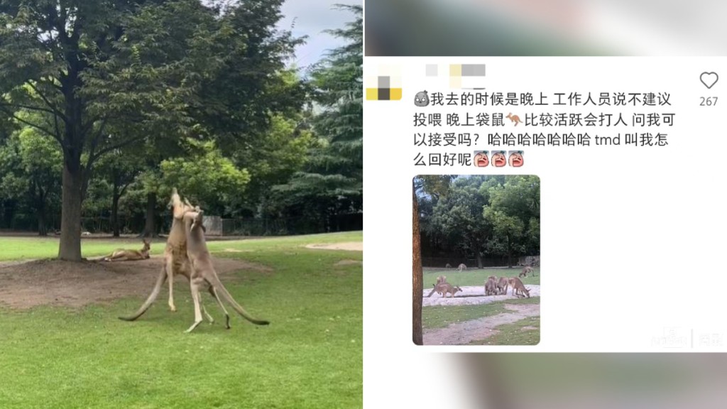 有遊客在網上發文，稱在上海野生動物園袋鼠打傷。