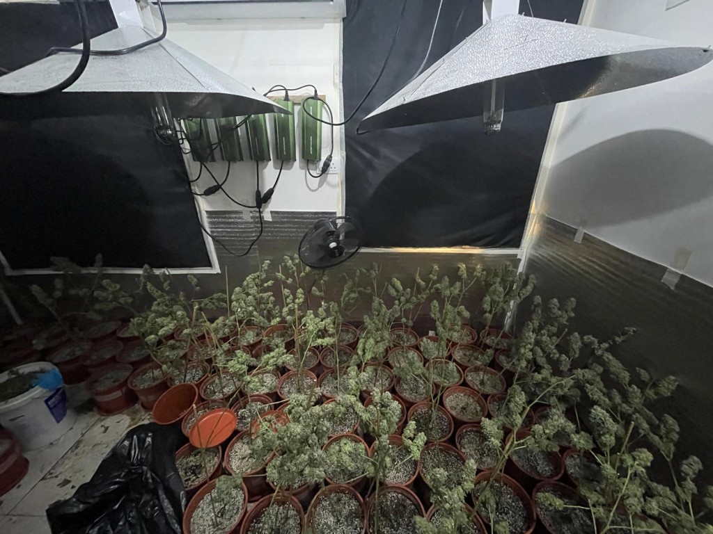 警方展示大麻種植場內部圖片。