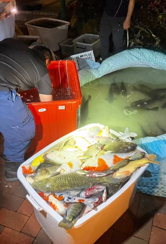 魚缸懷疑供氧泵出現問題，大批魚缺氧死亡。香港救援鳩鴿及雀鳥圖片