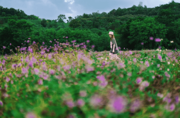 松崗五指耙體育公園一片淡紫色的柳葉馬鞭草。 (圖片來源：小紅書＠贝贝呀)