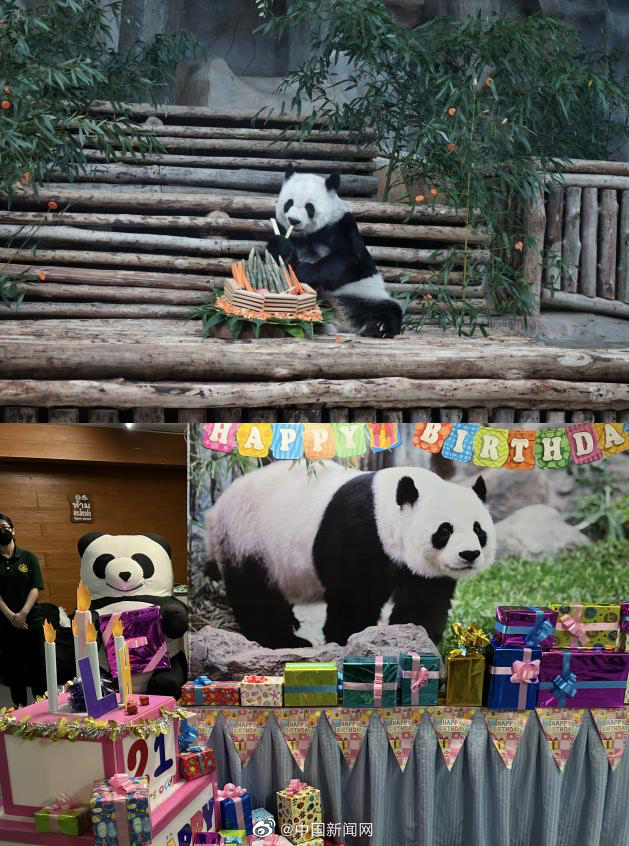 清迈动物园雌性大熊猫「林惠」。 微博图