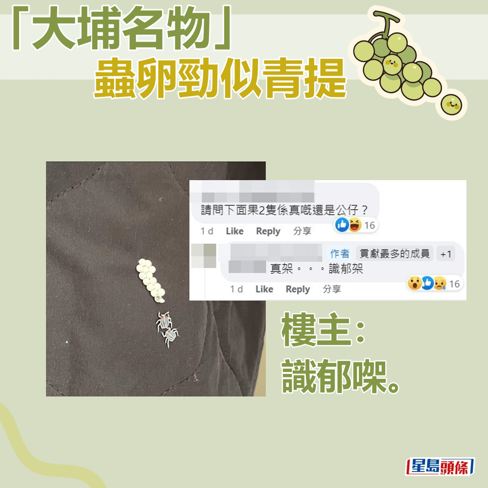 楼主：识郁㗎。fb「香港灭虫关注组」截图