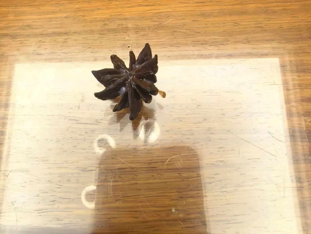 13個角正是含有劇毒的的莽草。 13個角正是含有劇毒的的莽草。