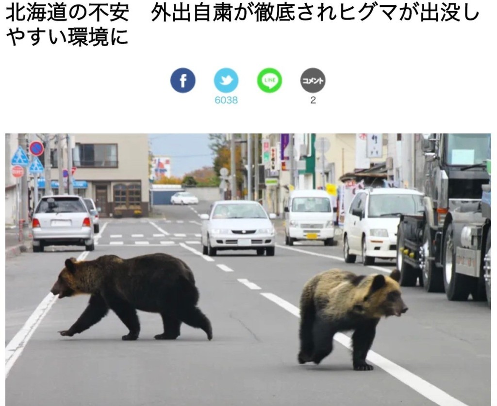 北海道野熊不時闖入社區。法新社 北海道野熊不時闖入社區。法新社