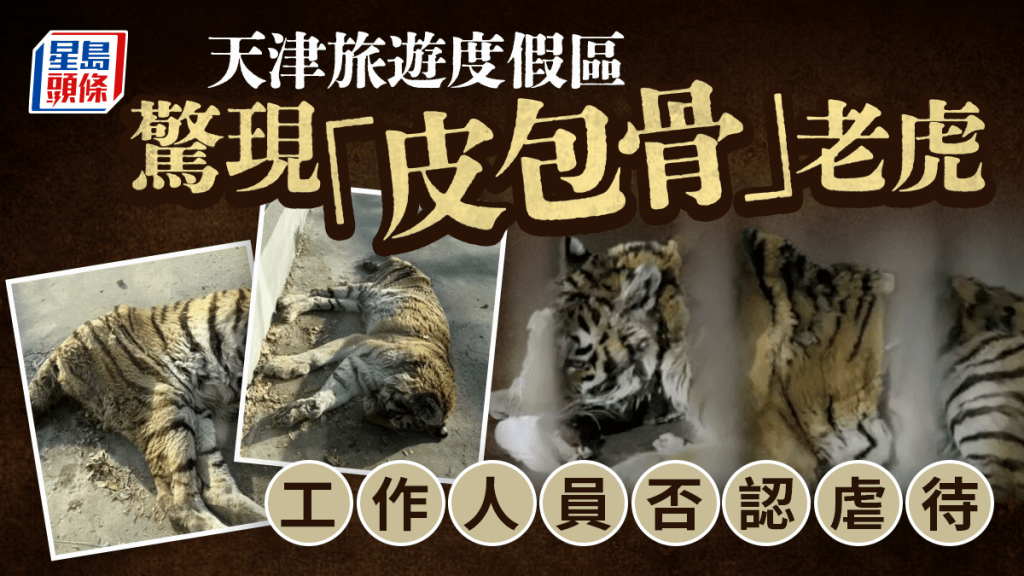 天津旅游度假区现「皮包骨」老虎   工作人员：年龄太大导致