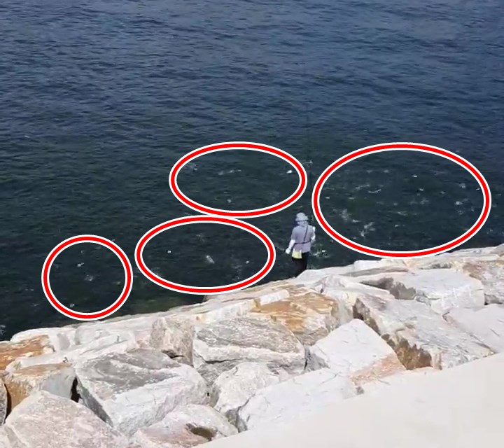 一名懷疑釣客近距離見證群魚亂舞（紅圈示）奇景。網上截圖
