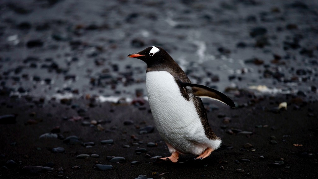 一只巴布亚企鹅摇摇晃晃地走过南极洲汉娜角。 美联社
