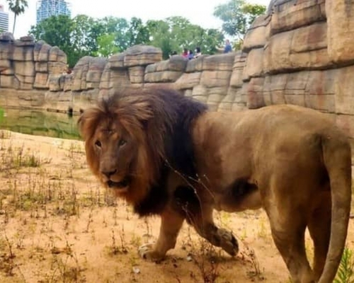 西班牙巴塞羅那動物園的四隻獅子新冠檢測呈陽性。（網圖）
