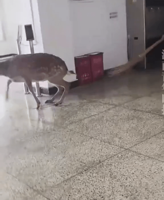 女生尖叫聲意外嚇走梅花鹿。 女生尖叫聲意外嚇走梅花鹿。