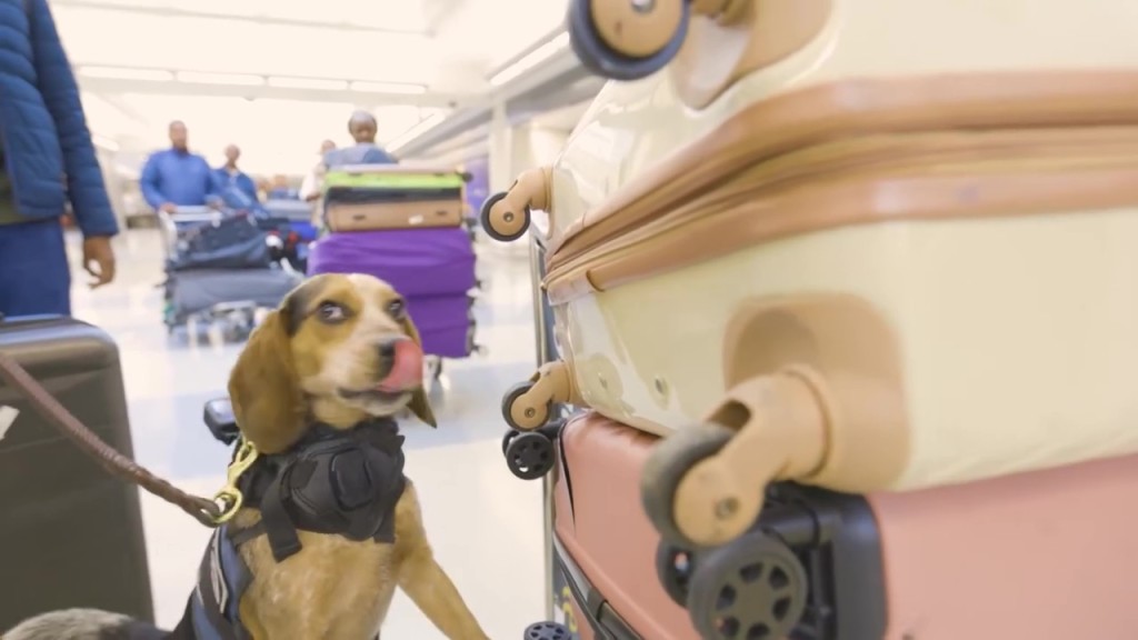 检疫犬弗雷迪负责嗅闻行李。facebook.com/CBPFieldOps 检疫犬弗雷迪负责嗅闻行李。facebook.com/CBPFieldOps