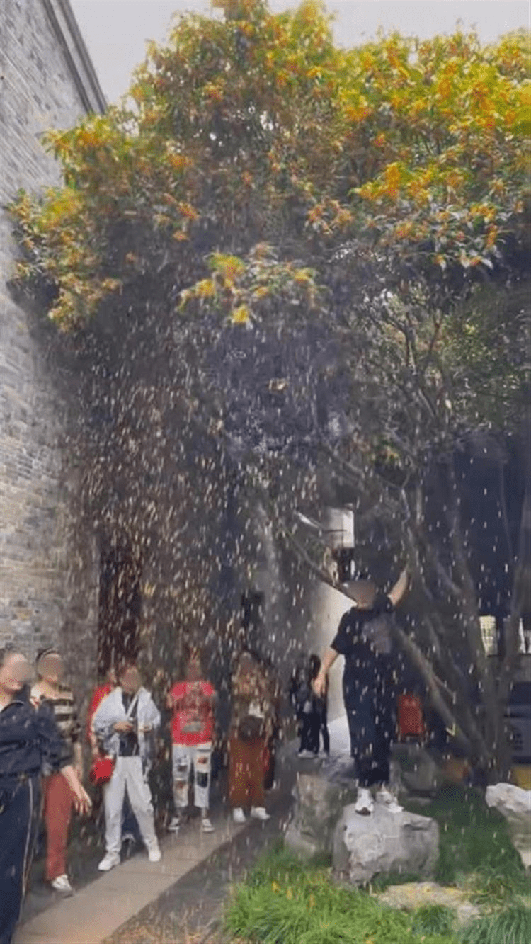 大妈逛「晚清第一园林」，为拍照狂摇树制造「桂花雨」。