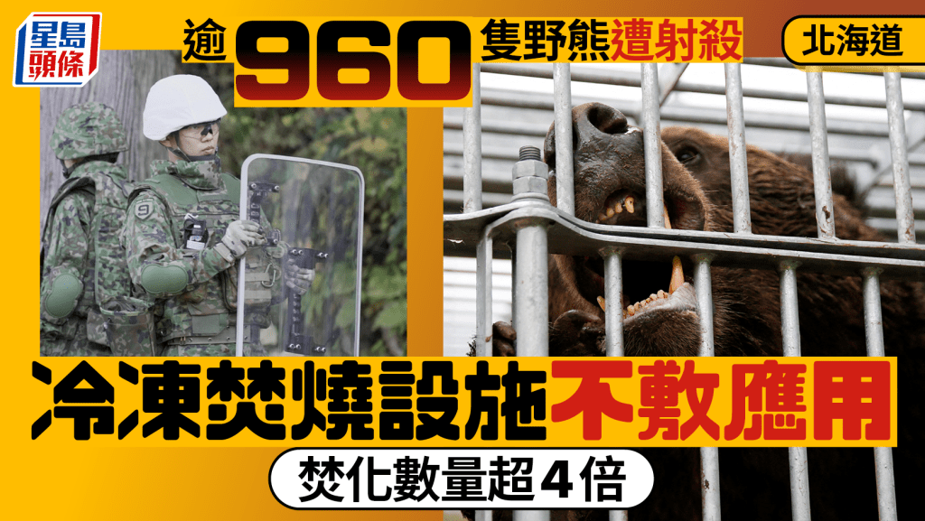 日本熊出沒︱北海道已射殺逾960隻  冷凍和焚燒設施不敷應用