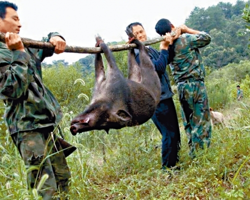 ■專業捕殺隊捕獲的野豬。