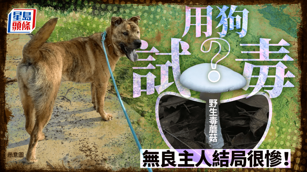 毒蘑菇|用自家狗試野生菌 無良主人反害全家......
