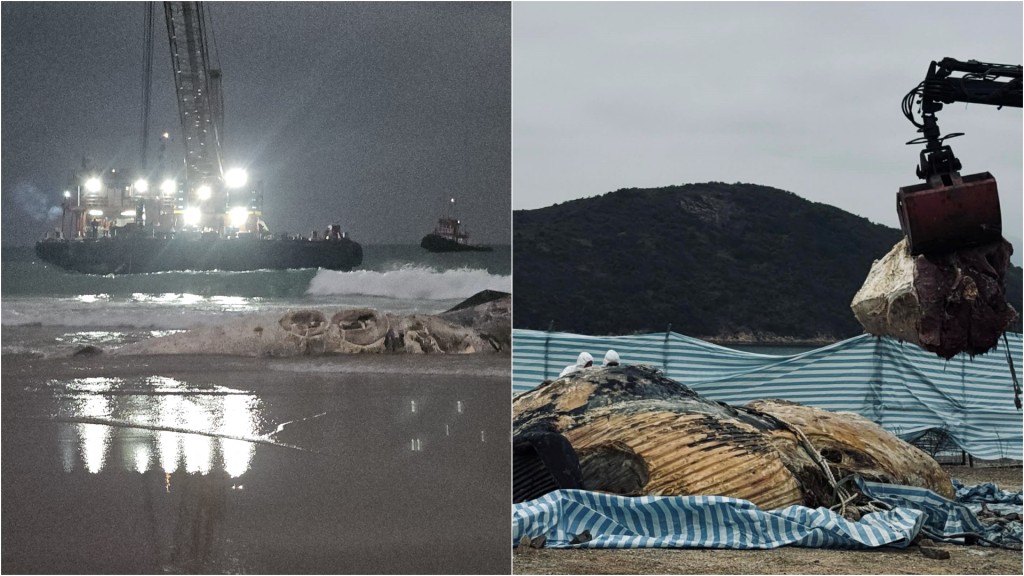 鹹田灣現腐爛鯨屍｜鯨屍被移至萬宜西壩處理 漁護署：已完成棄置清理