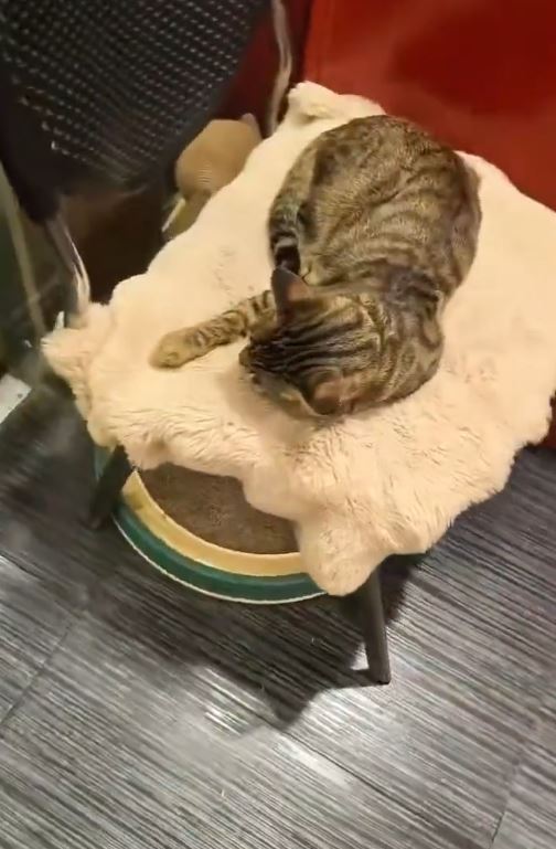 有網民飼養的貓咪外出玩耍被當作流浪貓，遭捉去絕育。微博