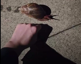 广州街头惊现拳头大蜗牛。