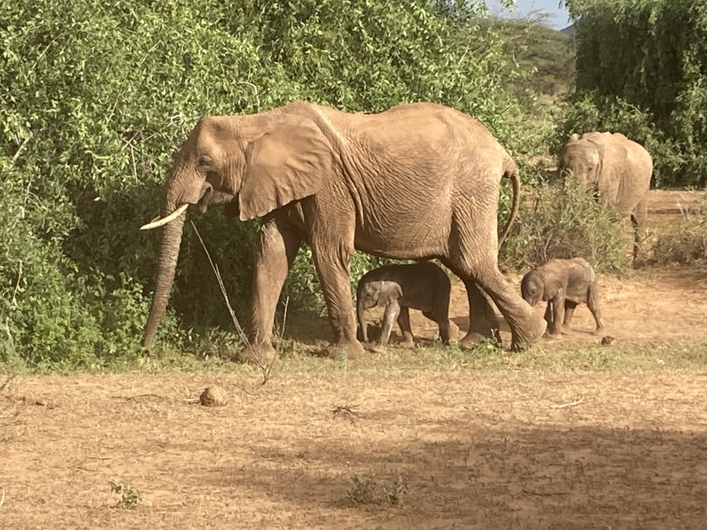 一對象寶寶在徘徊在雌象腳邊。Save the Elephants Twitter相片