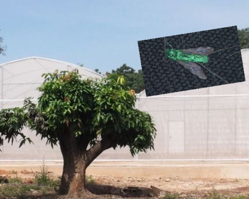 研究人員以雙層蚊帳包圍整個村，防止任何蚊蟲逃逸。網圖