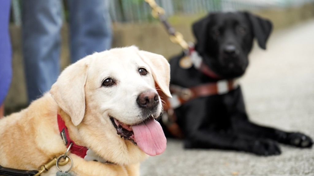 Deanna是全港第一隻獲國際認可的導盲犬。fb「Deanna Guidedog 導盲犬」圖片