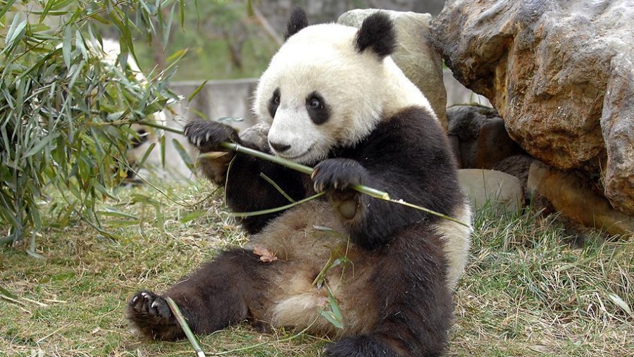 中方對大熊貓「樂樂」離世感到痛心和惋惜。