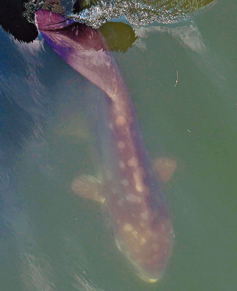 翻车鱼不时跃出水面。