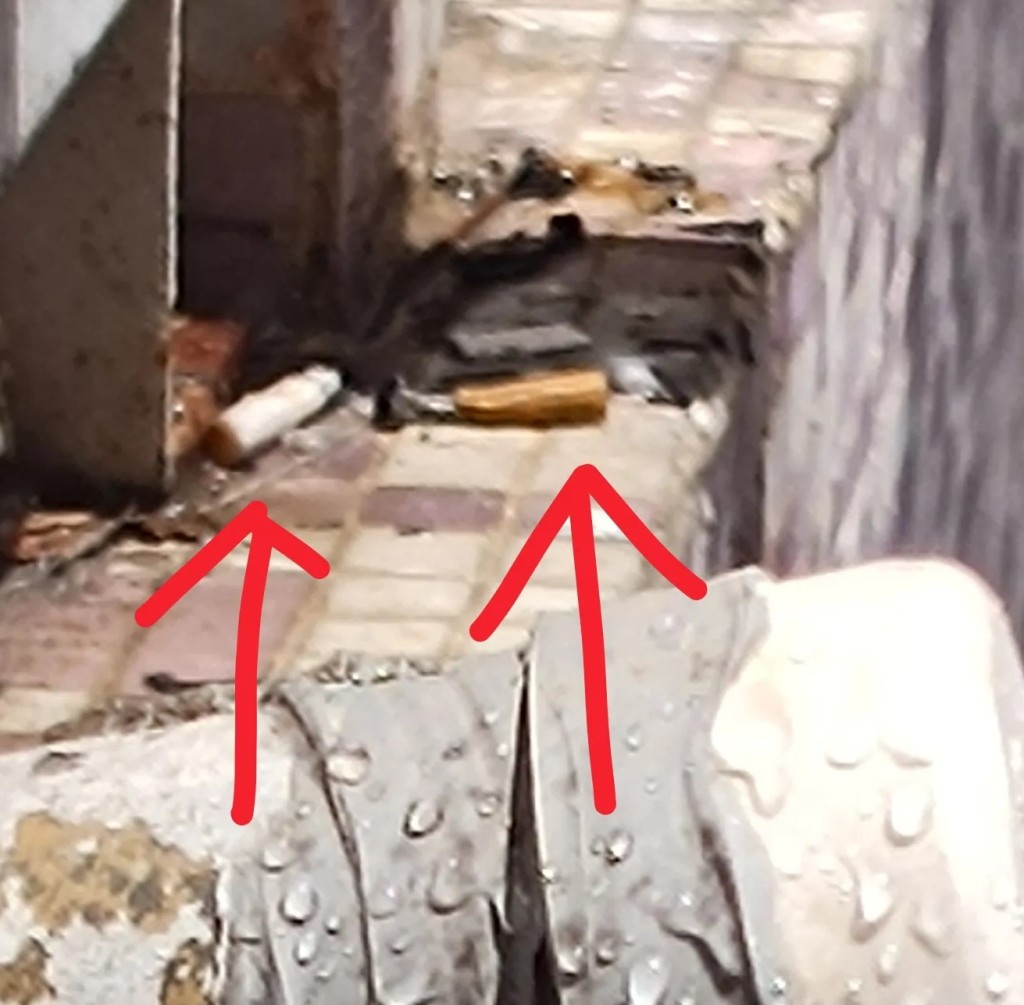 Threads截圖(資料來源:bluebell_raindrop@Threads) Threads截圖(資料來源:bluebell_raindrop@Threads)